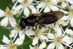 Cheilosia scutellata01 mortonlochs 300717