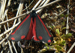 cinnabar_b kinshaldy 120512