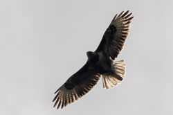 buzzard01 benbecula 190617