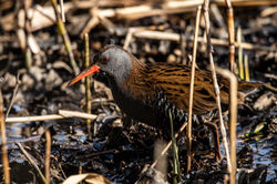 waterrail03 birnieloch 110421