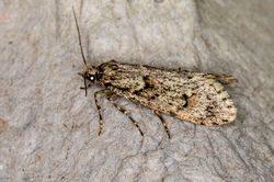 Diurnia fagella02 keilsden 300323