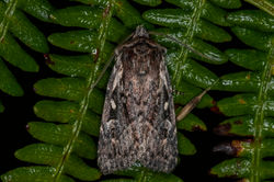 heathrustic07 blackcraig 070923