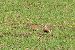 dotterel02 pittenweem 110521