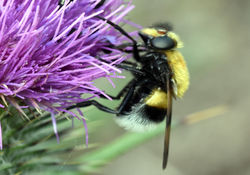 Volucella bombylans01 kinshaldy 080717