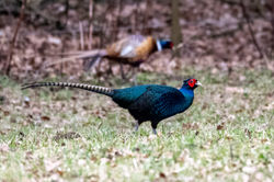 pheasant02 rankeilour 120223