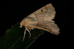 scallopedoak02 kedlockfeus 260722