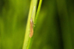 Coleophora caespititiella02 mortonlochs 