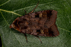 purpleclay01 tentsmuirpoint 080722