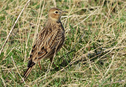 skylark06 westsands 250316
