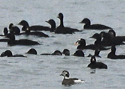 surfscoter12 standrews 030119