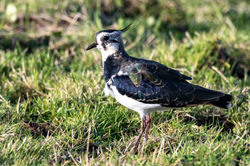 lapwing01 southboisedale 011023