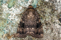 copperunderwing01 tentsmuirpoint 110923
