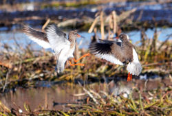redshank6 kinnordy 260314