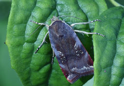 lesseryellowunderwing02 kedlockfeus 0308