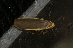 commonfootman01 tentsmuirpoint 300722