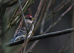 redpoll02 mortonlochs 040220