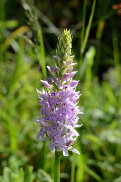 commonspottedorchid powerstock 090614