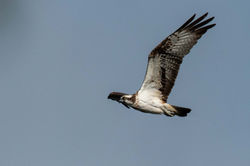 osprey02b lindores 010721