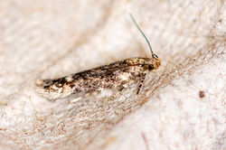 Caryocolum fraternella03 cambo 160726