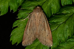 smalldottedbuff02 bankheadmoss 220623