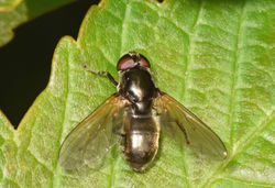 Cheilosia albitarsis02 earlshall 210518