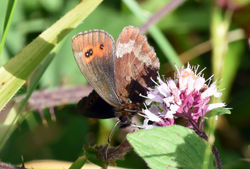 scotchargus01 arnsideknott 070817