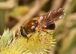 Cheilosia albipila02 tentsmuirpoint 100518
