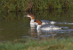 goosander03 cocklemillburn 211020