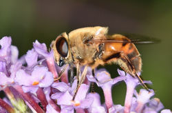 Eristalis tenax01 magusmuir 140818