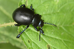 bloodynosedbeetle01 maidennewton 160618