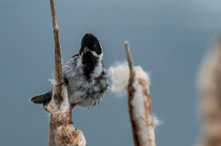 reedbunting01 lethampools 190521