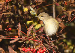 chiffchaff02 fifeness 071020