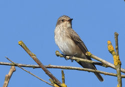 spottedflycatcher03 kilminning 280917
