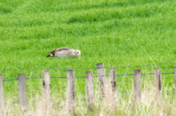 egyptiangoose02 lethampools 290521