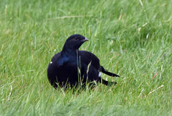 blackgrouse01 glenquaich 170917