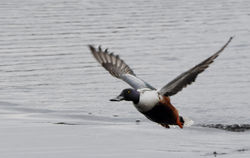 shoveler01 kinnordy 090517