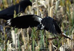 lapwing01 kinnordy 020417