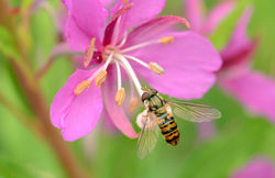 Episyrphus balteatus02 kedlockfeus 240716