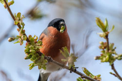 bullfinch01 gaddonloch 010421