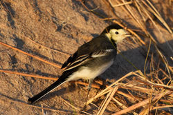 piedwagtail03 tentsmuir 050117
