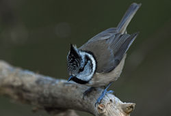 crestedtit03 lochgarten 230119