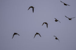 goldenplover07 forrethill 070222