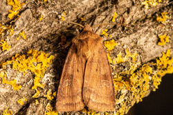 smallsquarespot02 kedlockfeus 230621