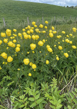 globeflower03 fleecefaulds 220525