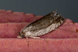 Epinotia ramella01 kedlockfeus 280823