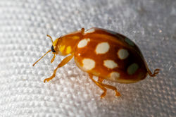 orangeladybird02 bankheadmoss 250524