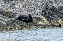 whitewingedscoter02 kirkcaldy 270526