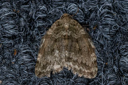 autumnalmoth01 kedlockfeus 161021