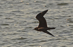 arcticskua02 tentsmuirpoint 080918