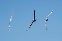 blackheadedgull02 balmerino 121025